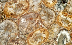Polished Petrified Wood Semiprecious Stone Slabs