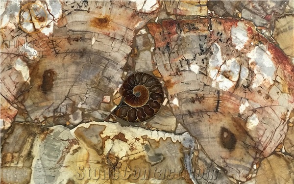Polished Petrified Wood Semiprecious Stone Slabs
