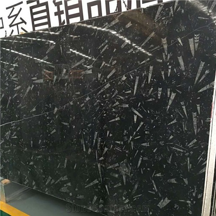 Black Fossil Marble Slabs