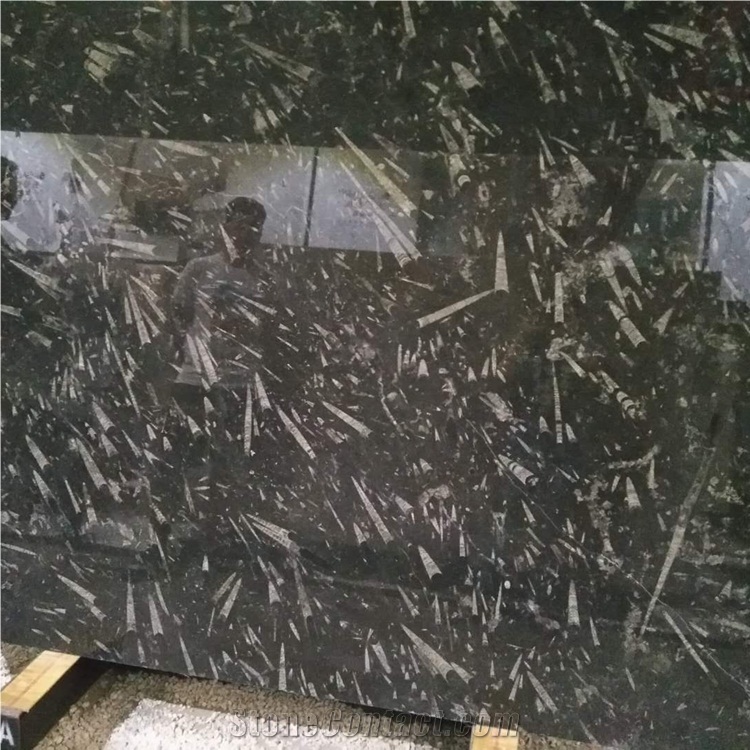 Black Fossil Marble Slabs