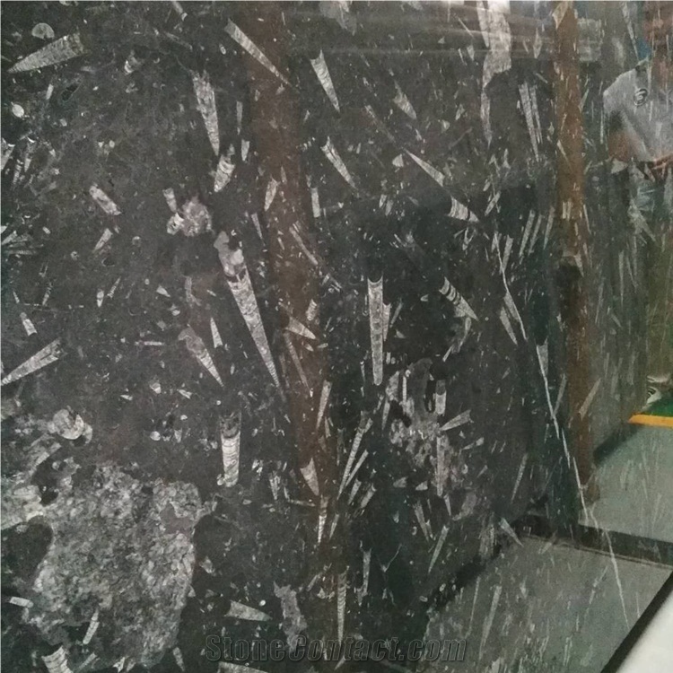 Black Fossil Marble Slabs