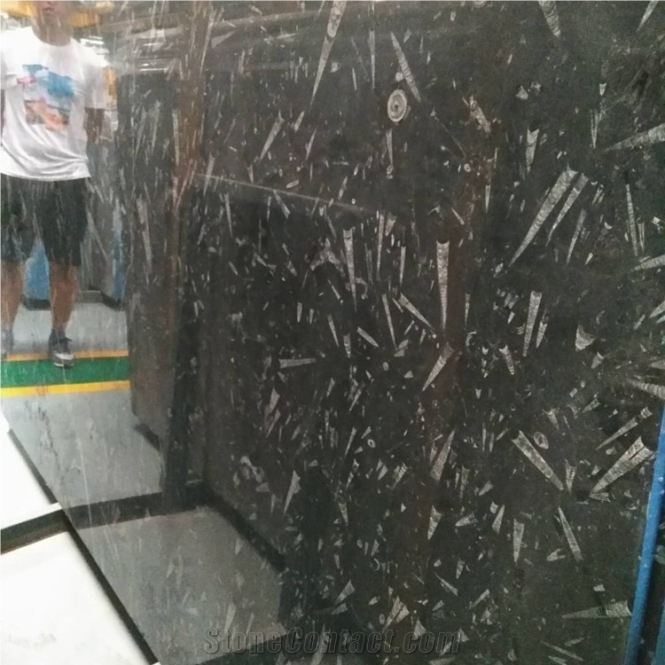 Black Fossil Marble Slabs