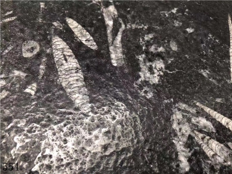 Deep Sea Marble Fossil Black Seashell Flower Slab
