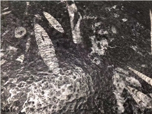 Deep Sea Marble Fossil Black Seashell Flower Slab Deep Sea Marble Fossil Black Seashell Flower Slab