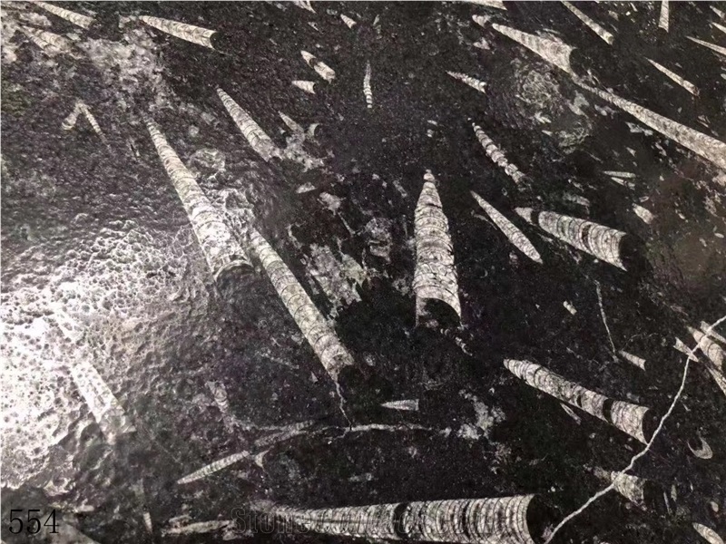 Deep Sea Marble Fossil Black Seashell Flower Slab