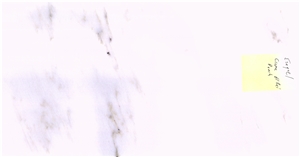 Creme El Rei Marble -Peach Slabs, Tiles