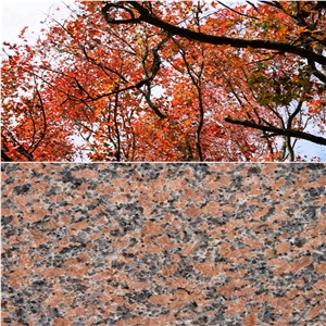 Charme Red G562 Granite Polished Tiles