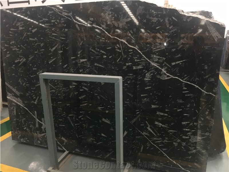 Black Fossil Marble Sea World Marble