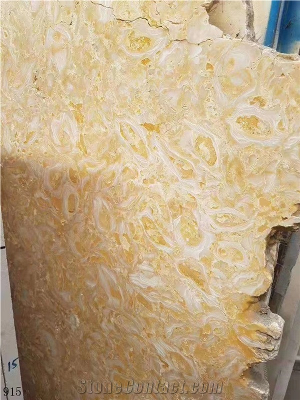 Shells Reef Gold Limestone Golden Shell Marble