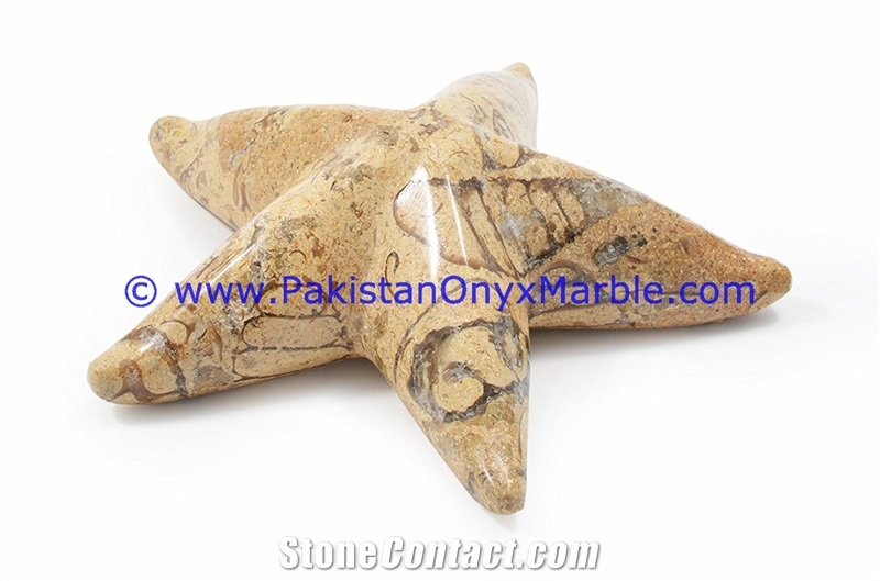 Marble Star Fishes Black White Teakwoood Fossil
