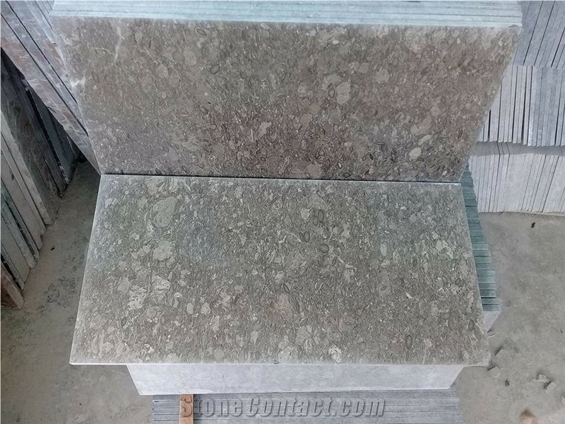 Fossil Gray Marble for Flooring