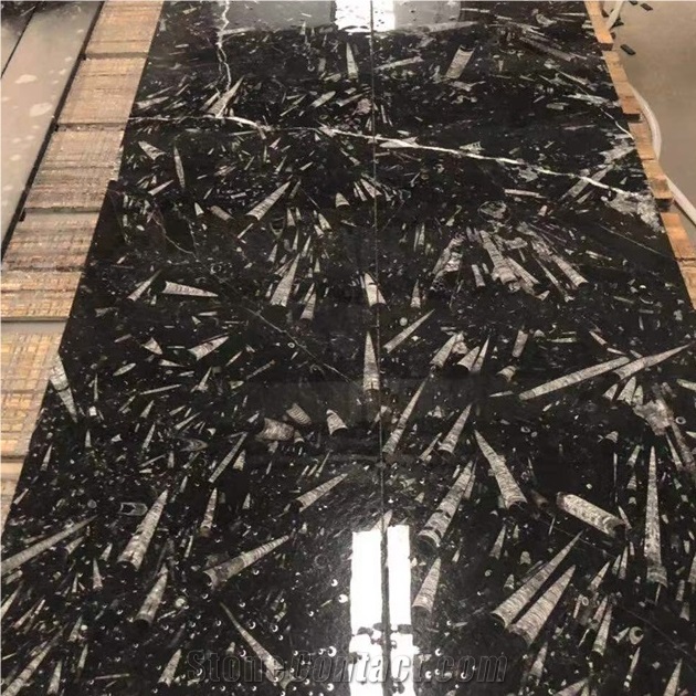 Polished Black Moroccan Fossil Stone Slab