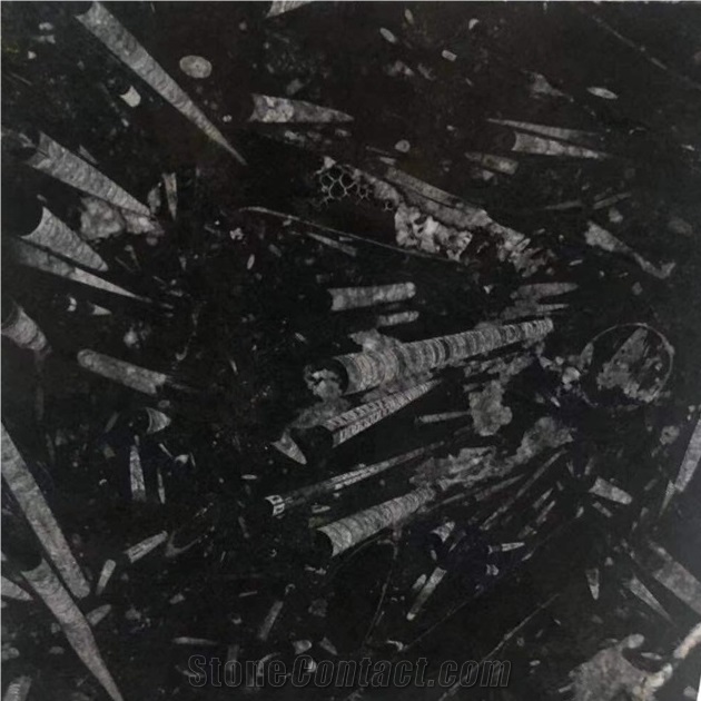 Polished Black Moroccan Fossil Stone Slab