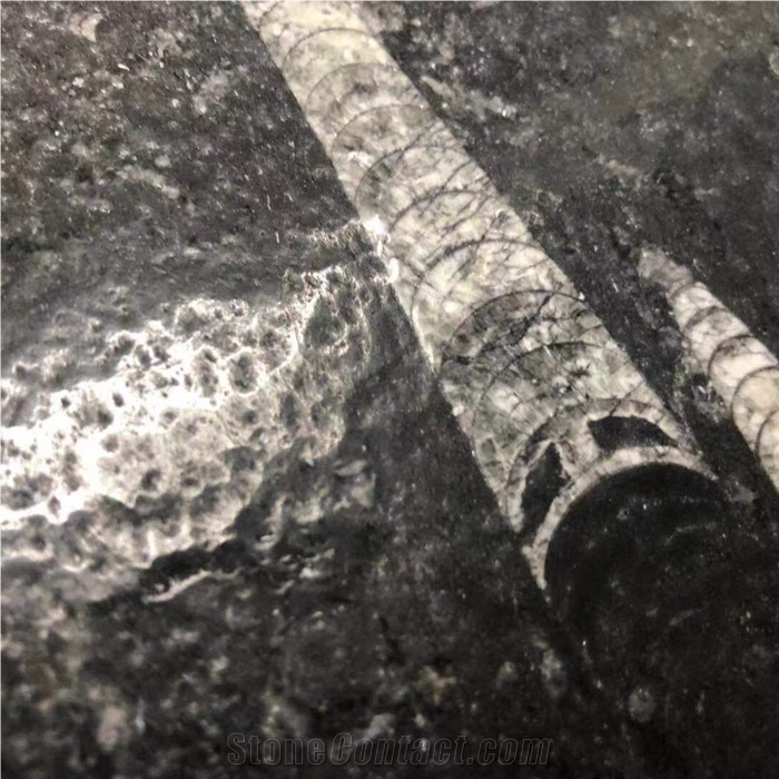 Polished Black Moroccan Fossil Stone Slab