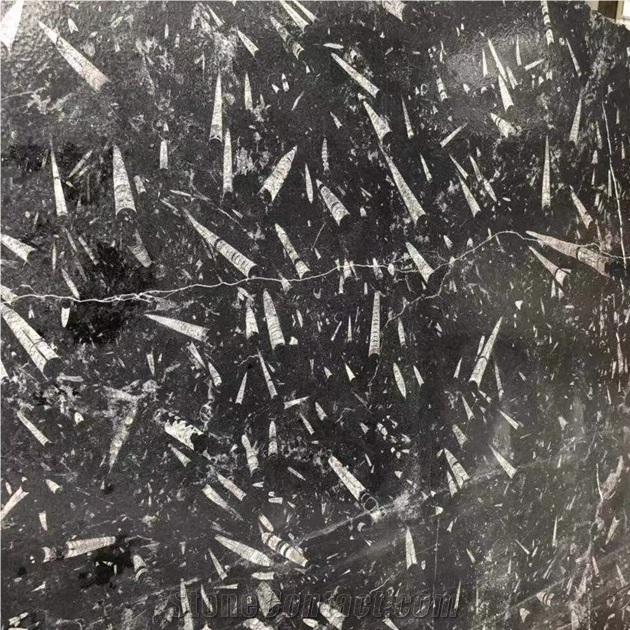 Polished Black Moroccan Fossil Stone Slab
