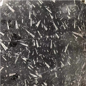 Polished Black Moroccan Fossil Stone Slab