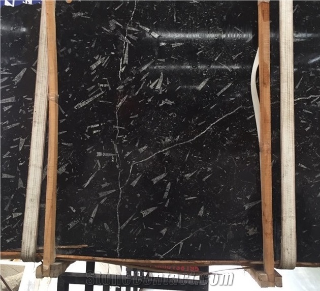 Polished Black Moroccan Fossil Stone Slab