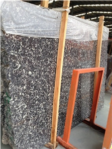 China Black Marble Fossil Sea Shell Tiles Slabs China Black Marble Fossil Sea Shell Tiles Slabs
