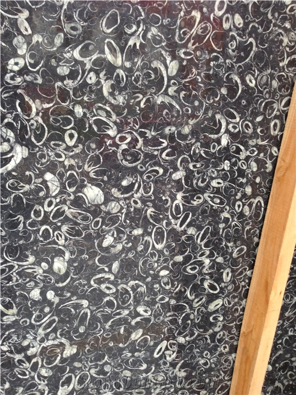 China Black Marble Fossil Sea Shell Tiles Slabs