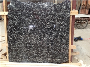 China Black Marble Fossil Sea Shell Tiles Slabs