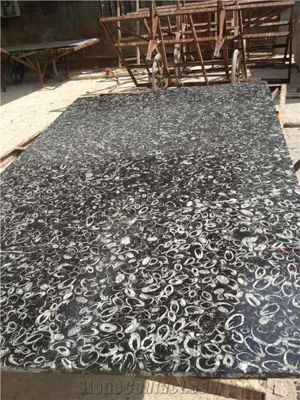 China Black Marble Fossil Sea Shell Tiles Slabs