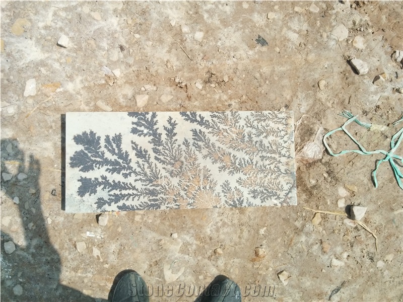 Fossil Mint Sandstone, Sandstone Tiles & Slabs