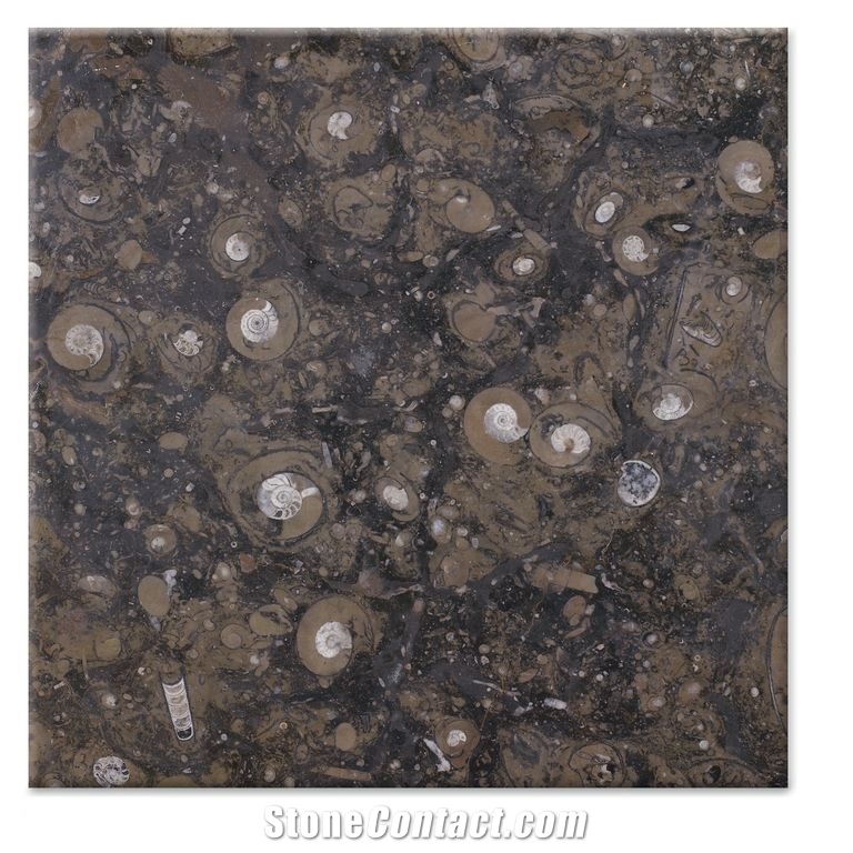 Black Fosil Marble Slabs