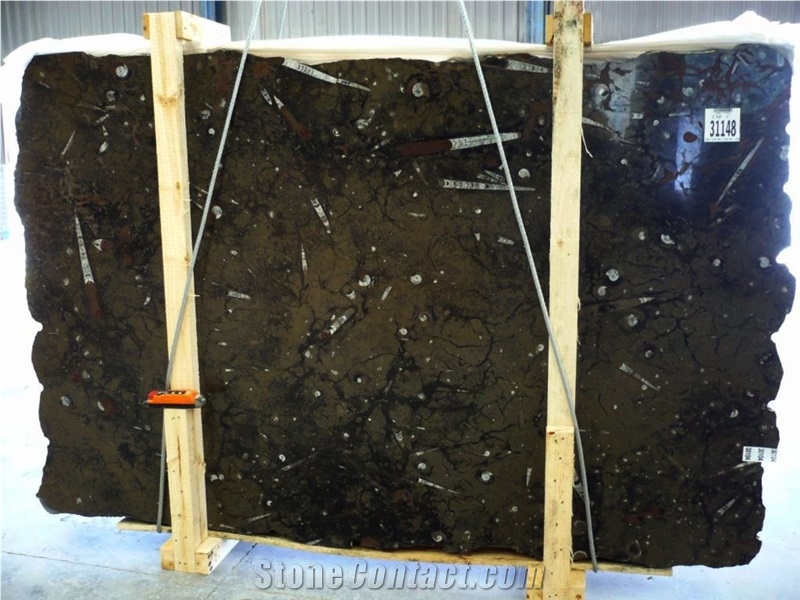 Black Fosil Marble Slabs