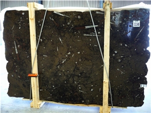 Black Fosil Marble Slabs