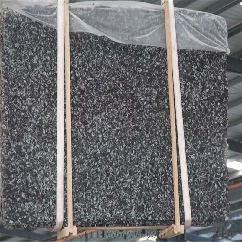 Black Polished Sea Shell Marble Slabs&Tiles