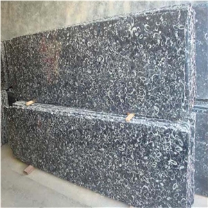 Black Polished Sea Shell Marble Slabs&Tiles
