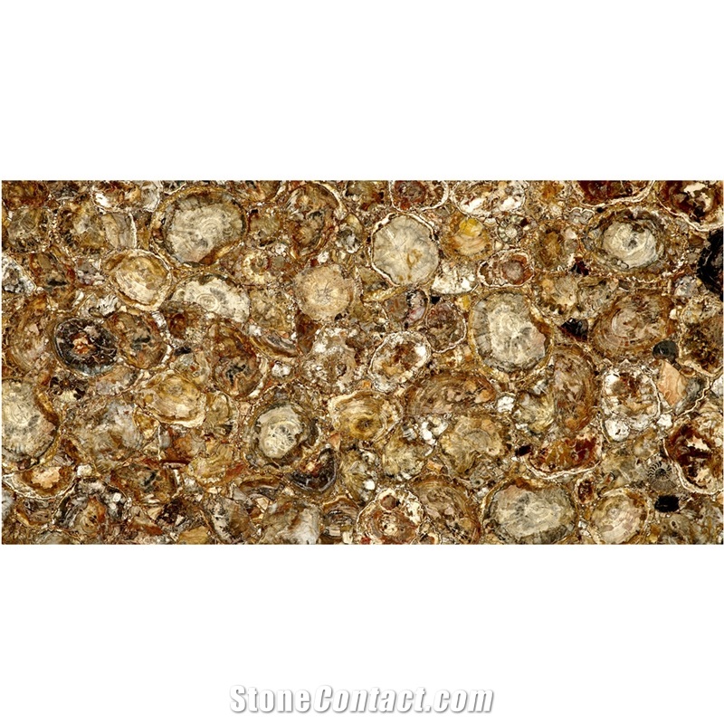 Luxury Wood Fossil Semiprecious Stone