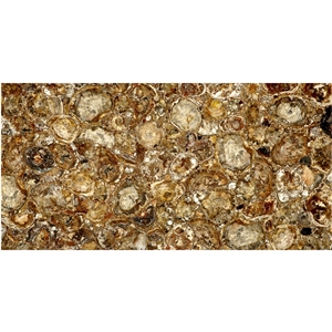 Luxury Wood Fossil Semiprecious Stone