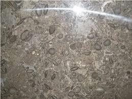 Fossil Marble