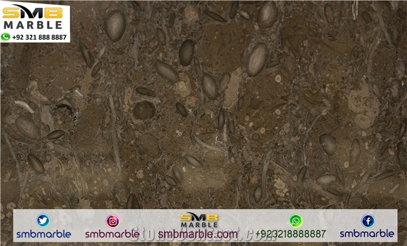 Marble Fossil Brown Slabs & Tiles, Pakistan