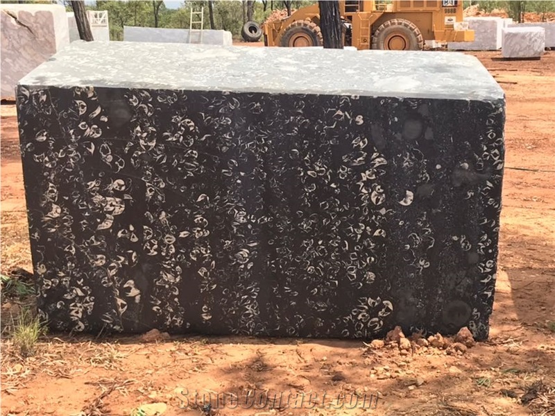 Australia Black Marble, Orbicular Black Marble Blocks