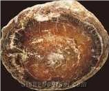 Petrified Wood Semiprecious Stone Gemstone