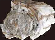 Petrified Wood Stripe Texture Semiprecious Stone Gemstone