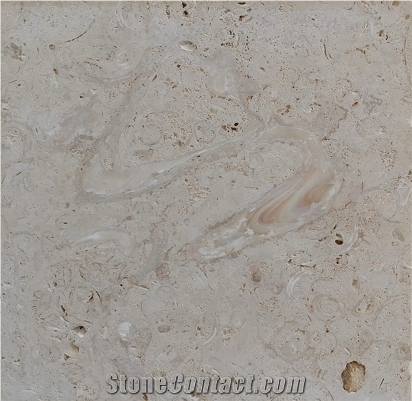 White Shell Stone, Coral Stone Tiles