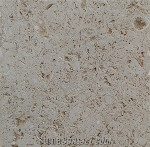 White Shell Stone, Coral Stone Tiles