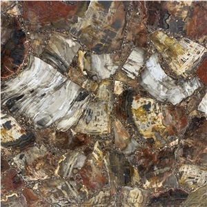 Backlit Tree Fossil Stone Semiprecious Slabs