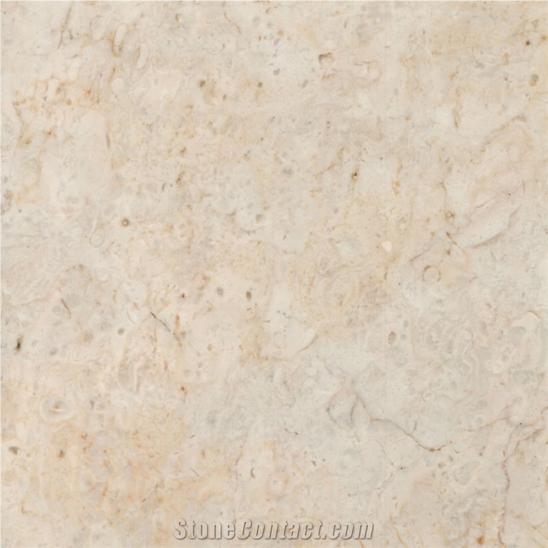 Beige Karakus importance=