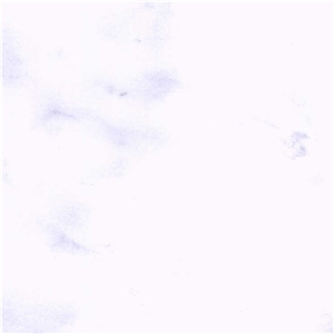 Blanco Royal Marble
