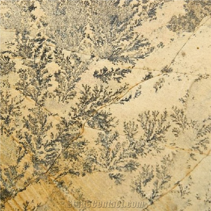 Dendrite Ferns importance=