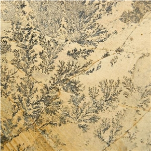 Dendrite Ferns