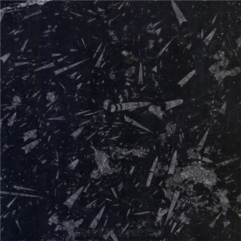 Fossil Black Marble Tile