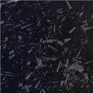 Fossil Black Marble Tile