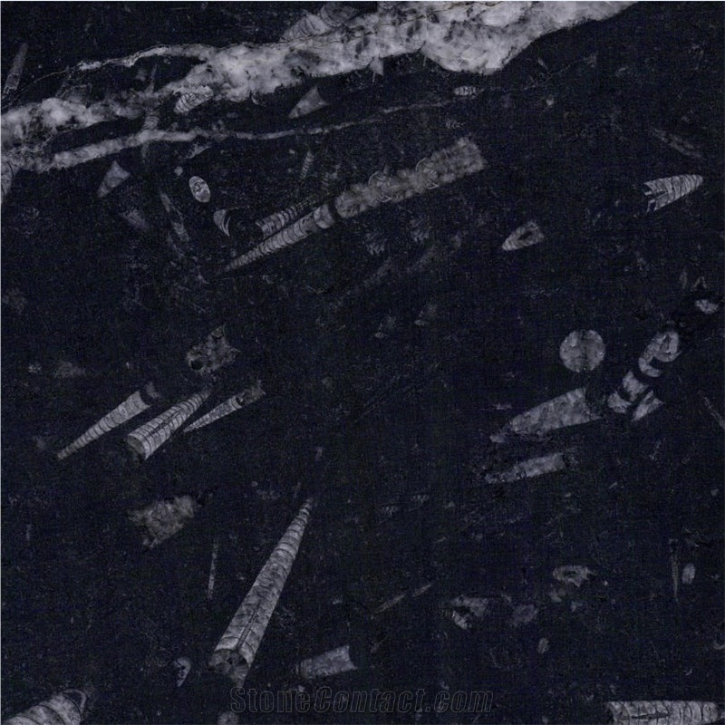 Fossil Black Marble Tile
