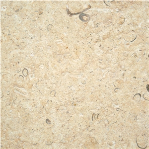 Jerusalem Golden Shell Limestone