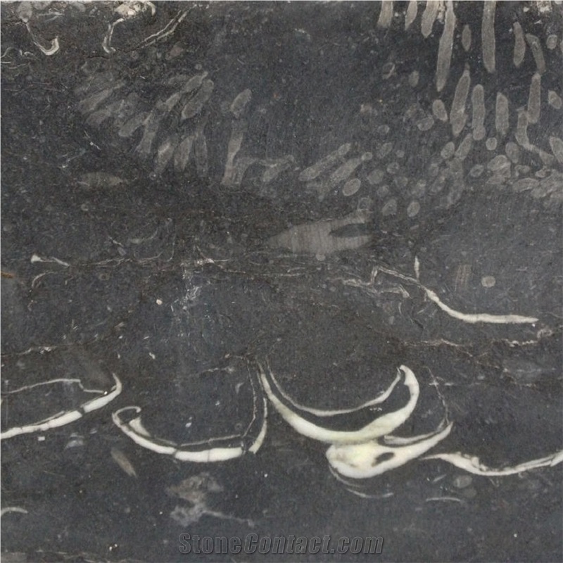 Kilkenny Black Fossil Limestone importance=